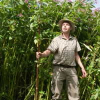 Himalayan Balsam