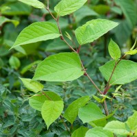 Japanese Knotweed