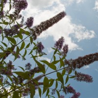 Butterfly Bush