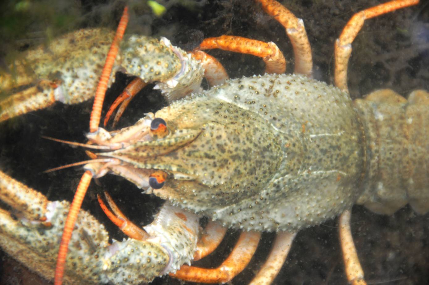 Turkish Crayfish » NNSS