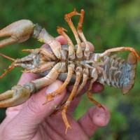 Narrow-clawed Crayfish, Turkish Crayfish