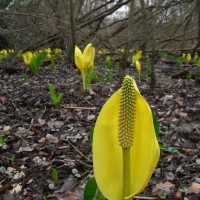 American Skunk Cabbage