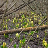 American Skunk Cabbage