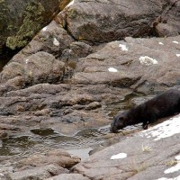 American Mink