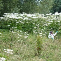 Giant Hogweed