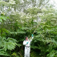 Giant Hogweed