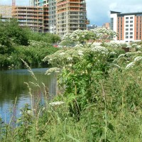 Giant Hogweed