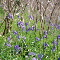 Japanese Knotweed, Japanese Bamboo