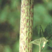 Japanese Knotweed