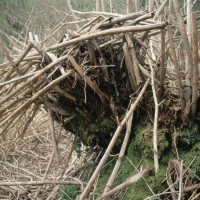 Japanese Knotweed