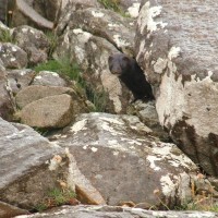 American Mink