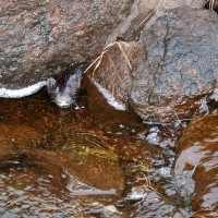 American Mink