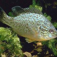 Pumpkinseed