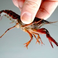 Red Swamp Crayfish