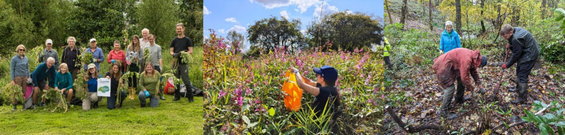 Composite of three photos of LAG volunteers removing invasive plants from natural habitats