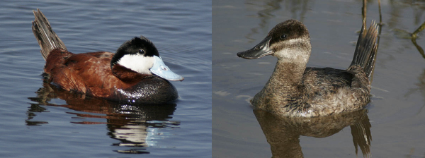 Composite of two photos of ruddy ducks on water, a male and female. Male has a blue bill and white face with chestnut body. Female has grey brown feathers.